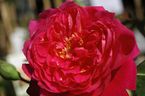 Rosier Benjamin Britten